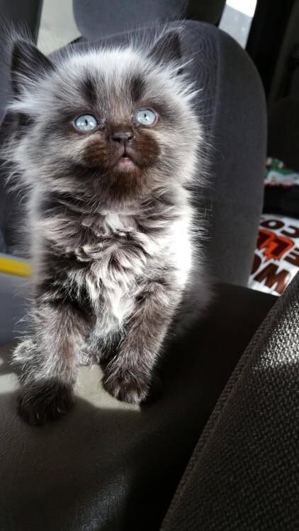 Blue-Eyed Ragdoll Beauty 💙🐾 image 1