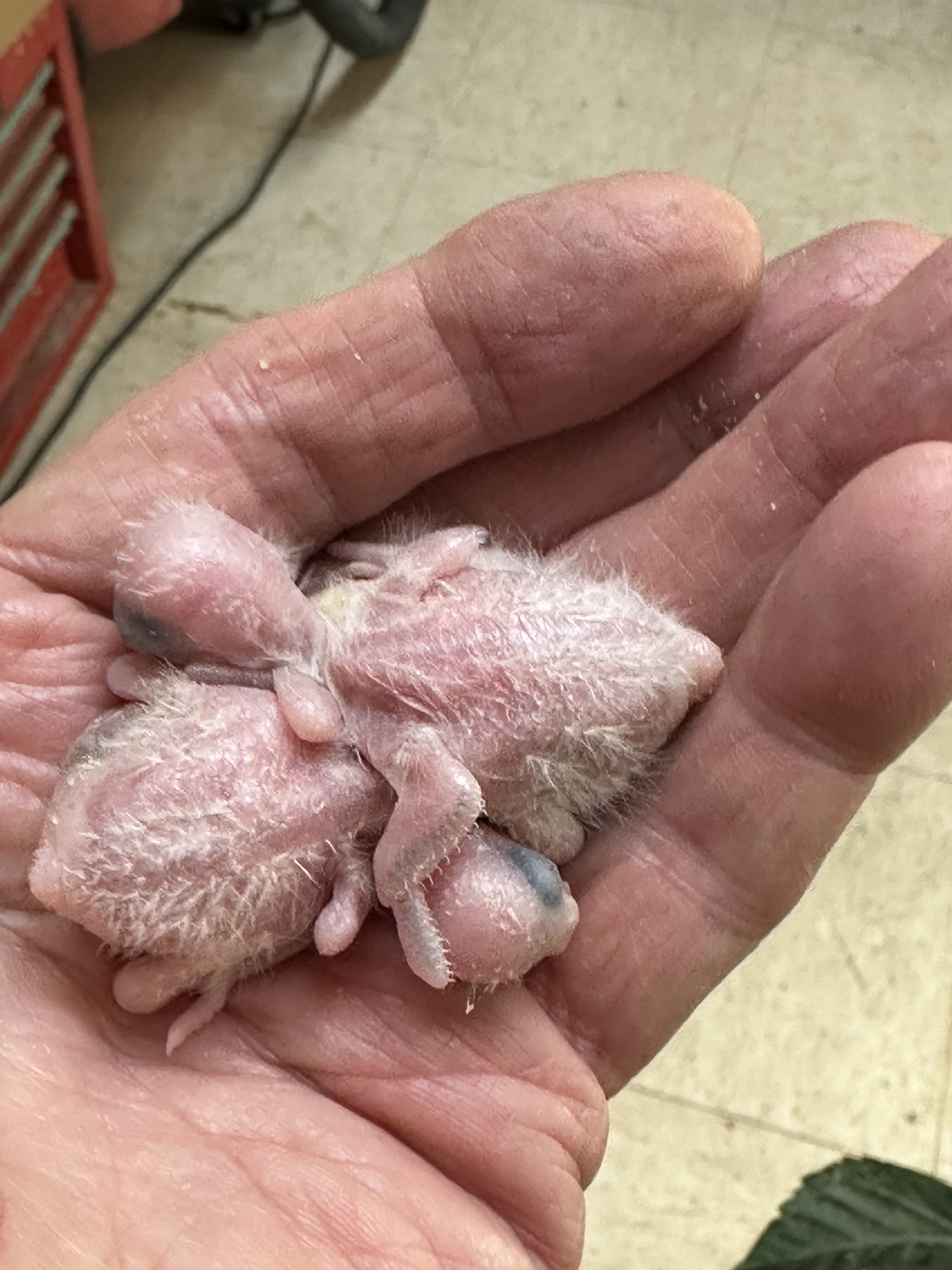 Parrotlets image 5