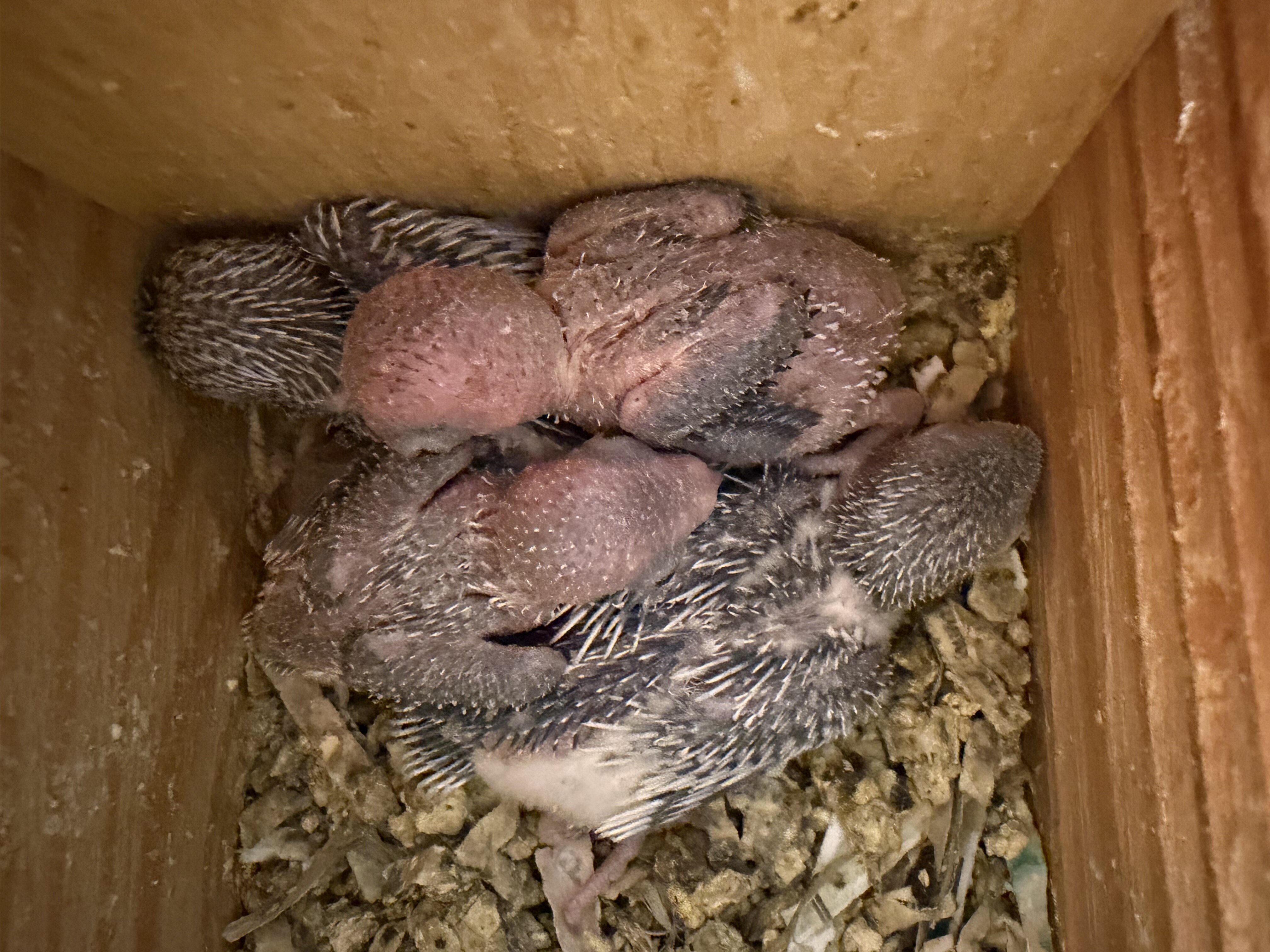 Parrotlets image 4