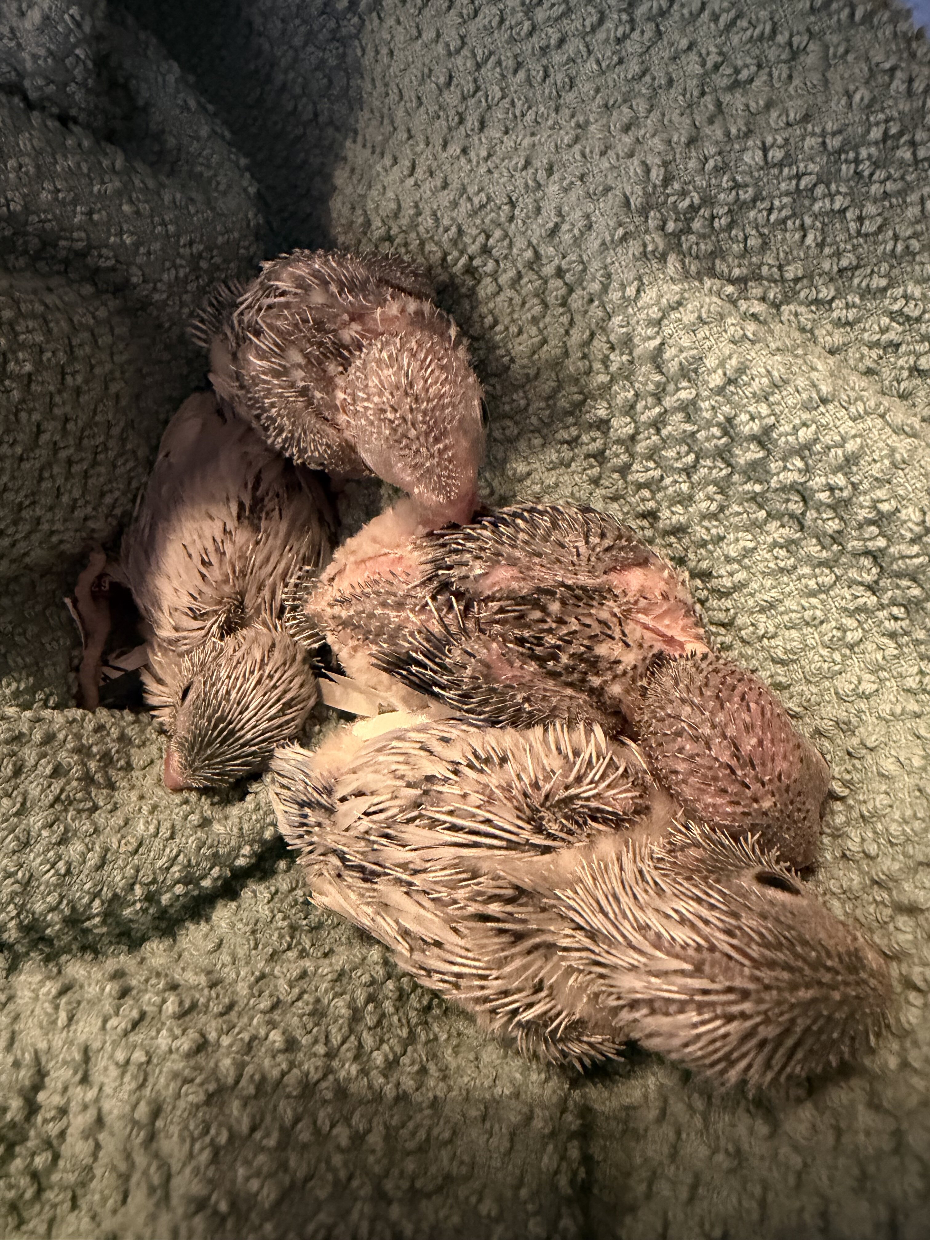 Parrotlets image 1