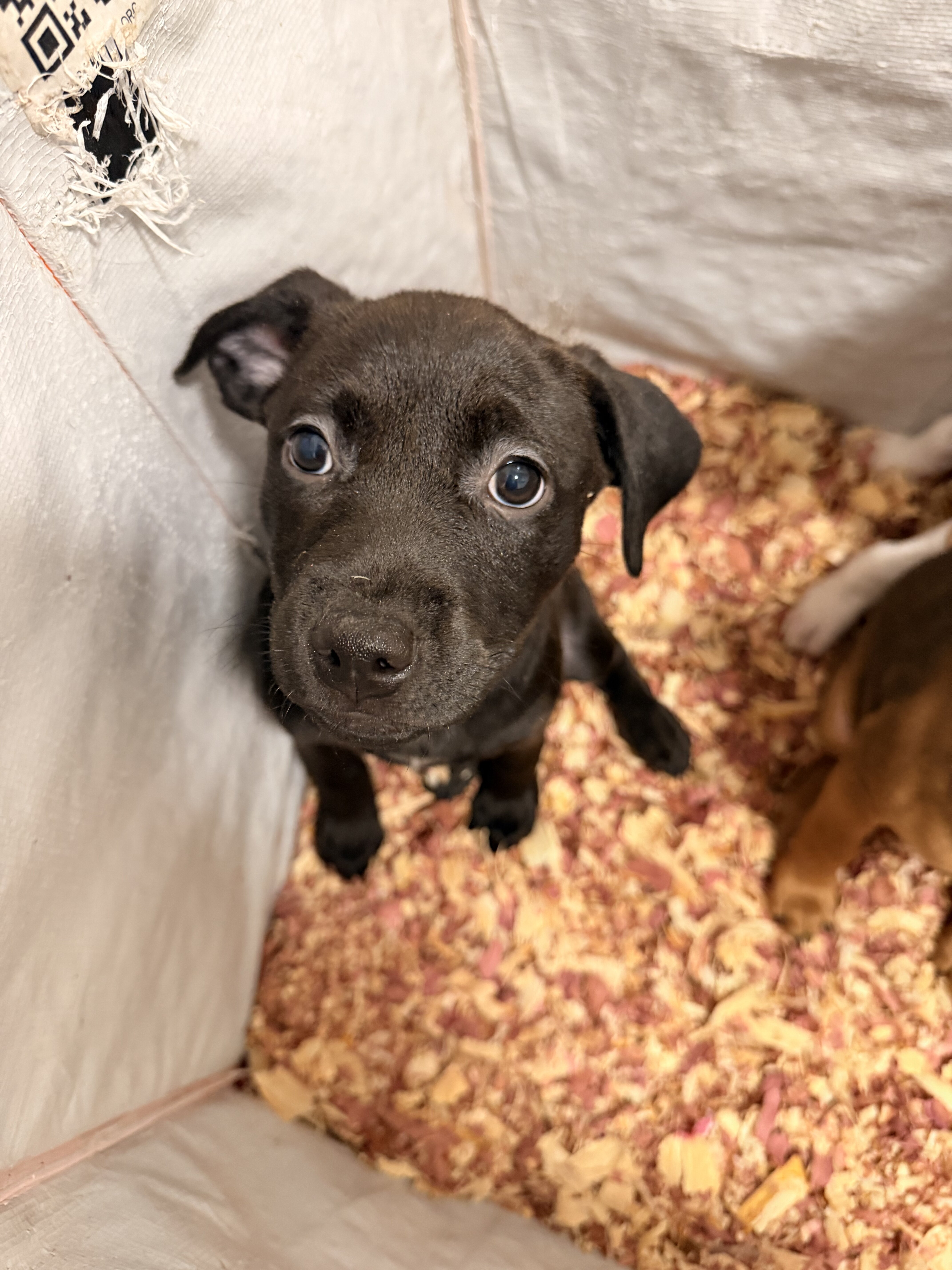 Puppy image 4