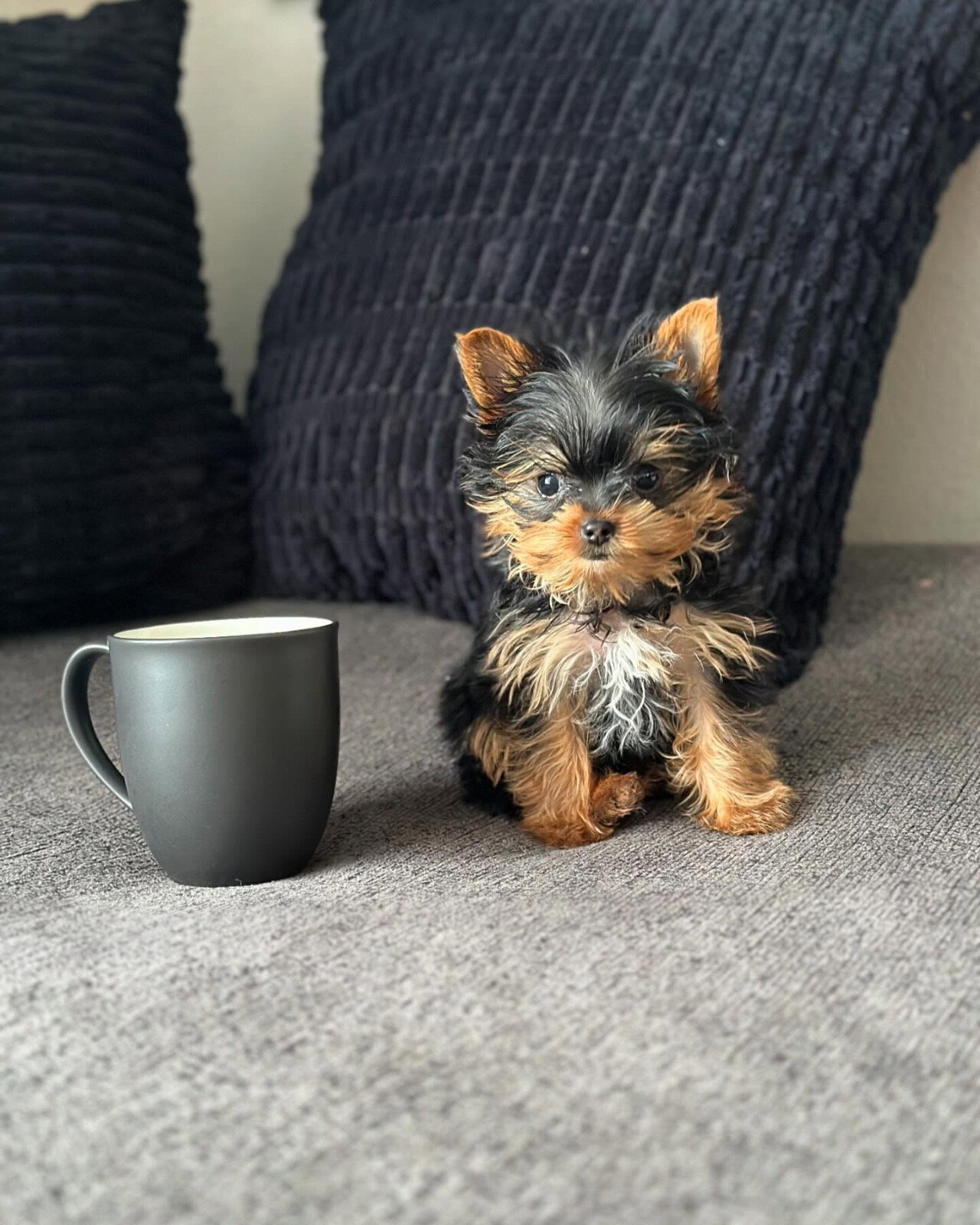 Female Teacup Yorkie Puppy image 2