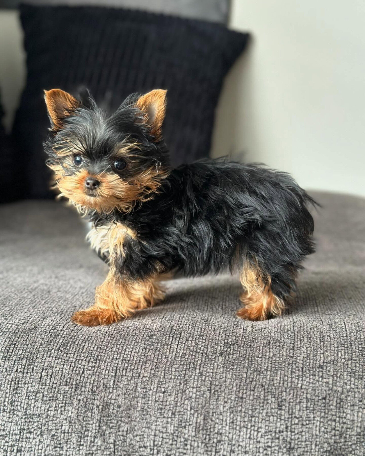 Female Teacup Yorkie Puppy image 4