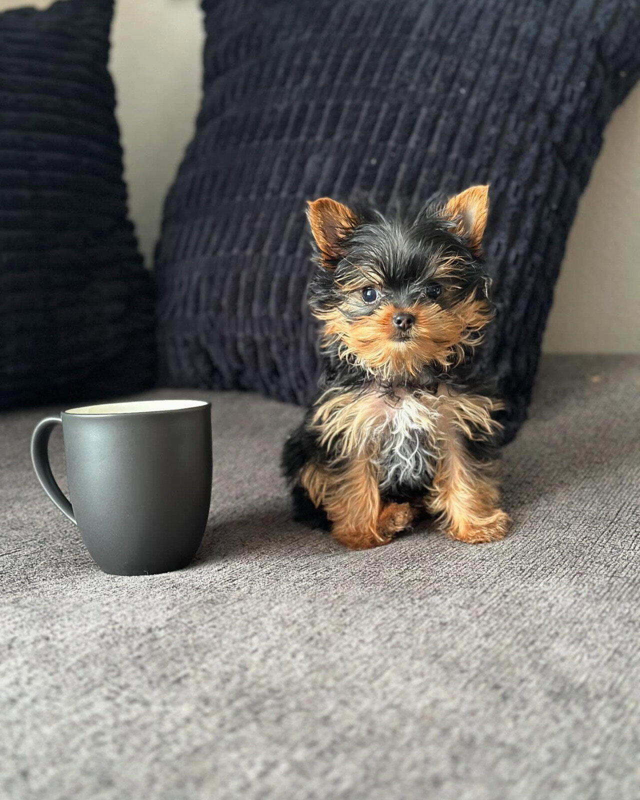 Female Teacup Yorkie Puppy image 3