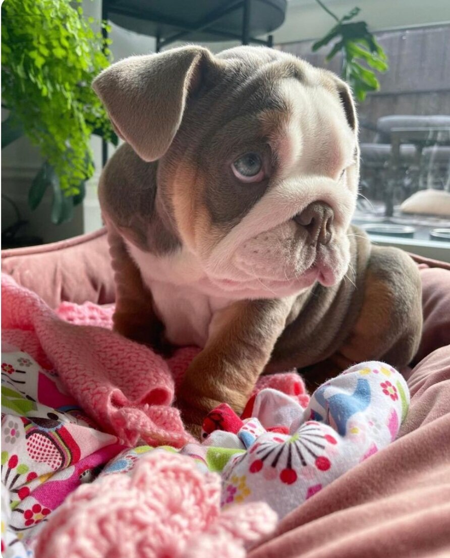 English Bulldog puppies image 1