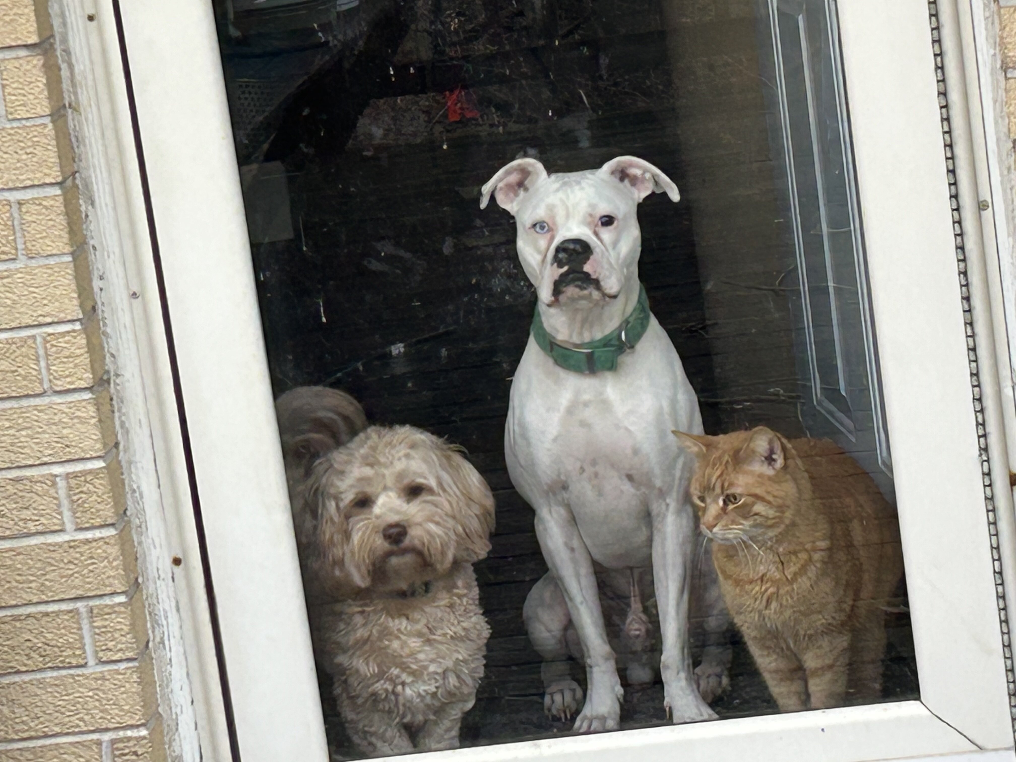 Miniature Boxer, male, 1  1/2 yrs old. image 2