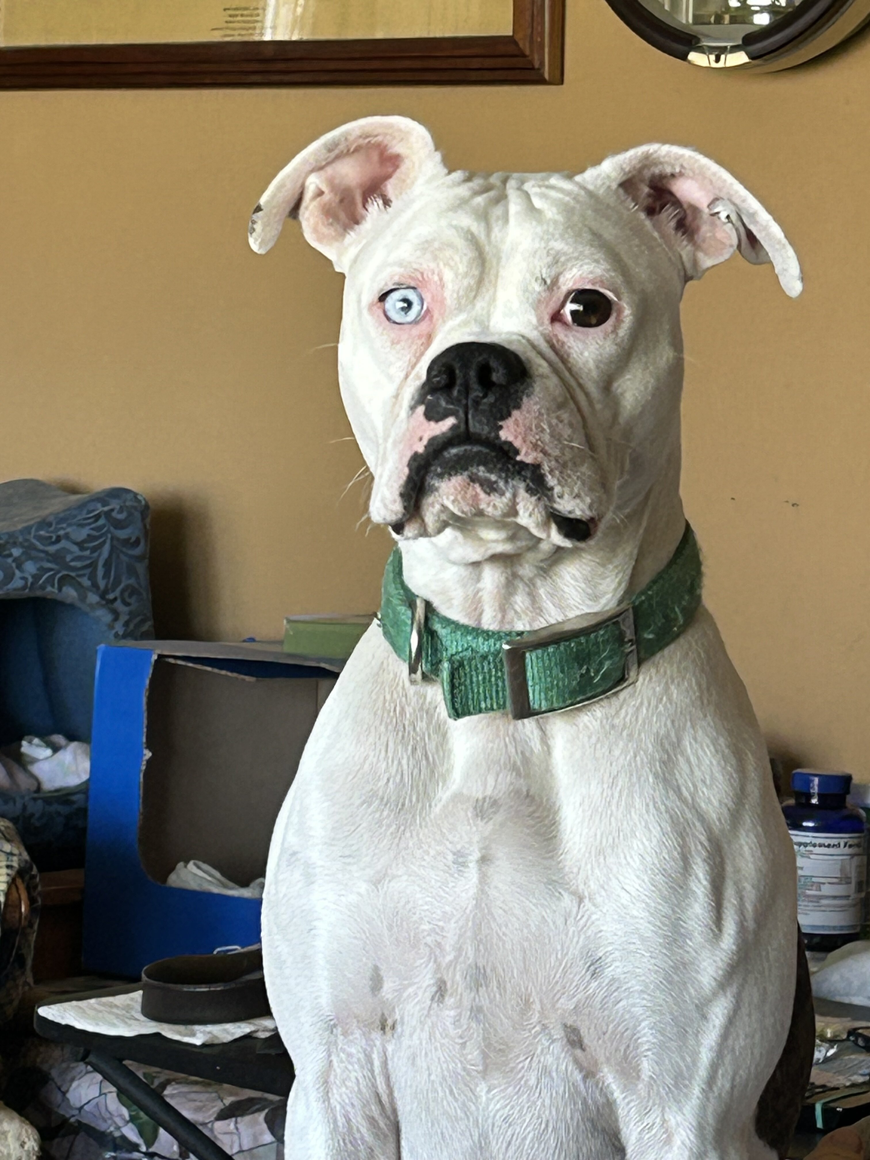 Miniature Boxer, male, 1  1/2 yrs old. image 5