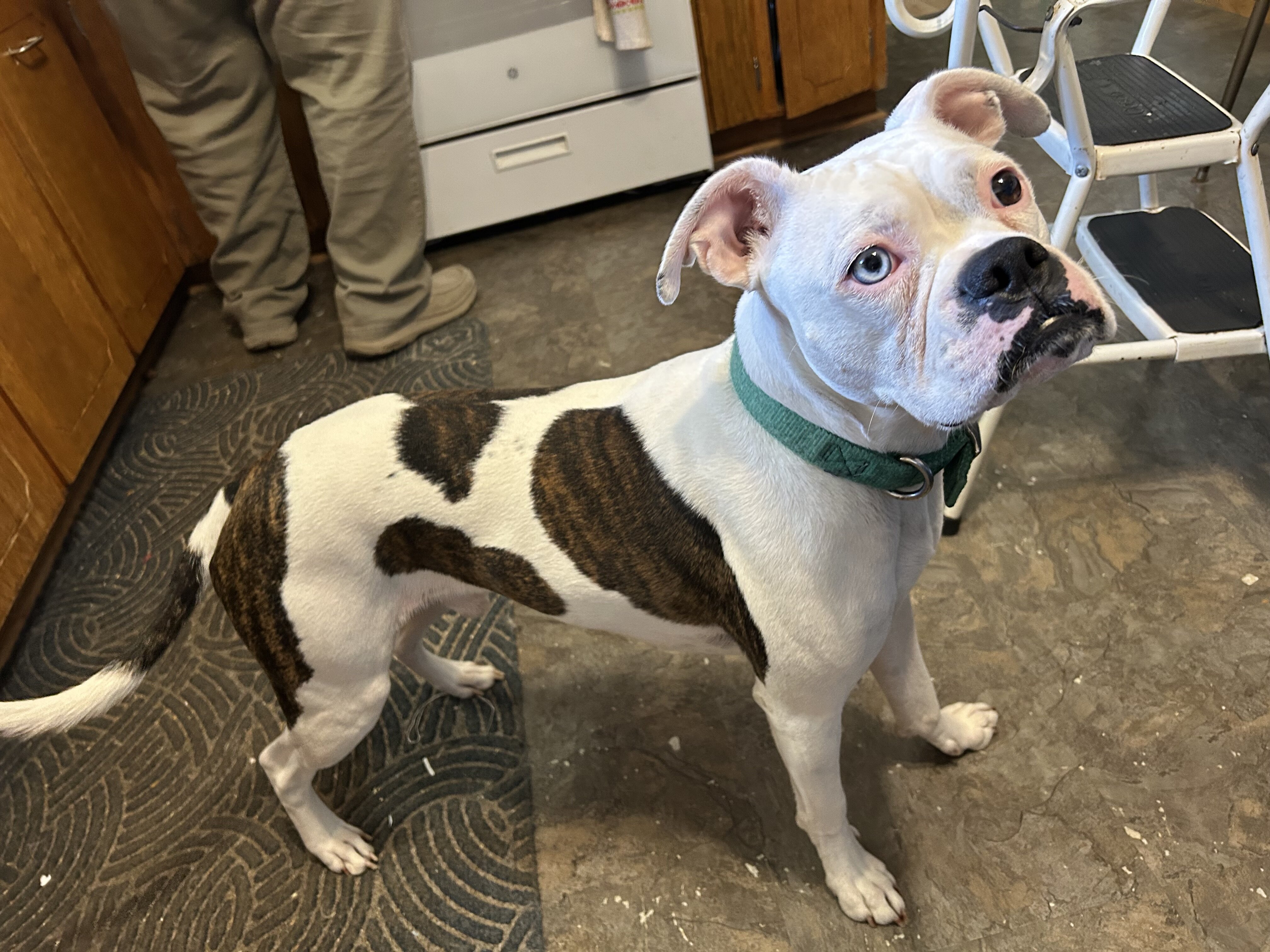 Miniature Boxer, male, 1  1/2 yrs old. image 4