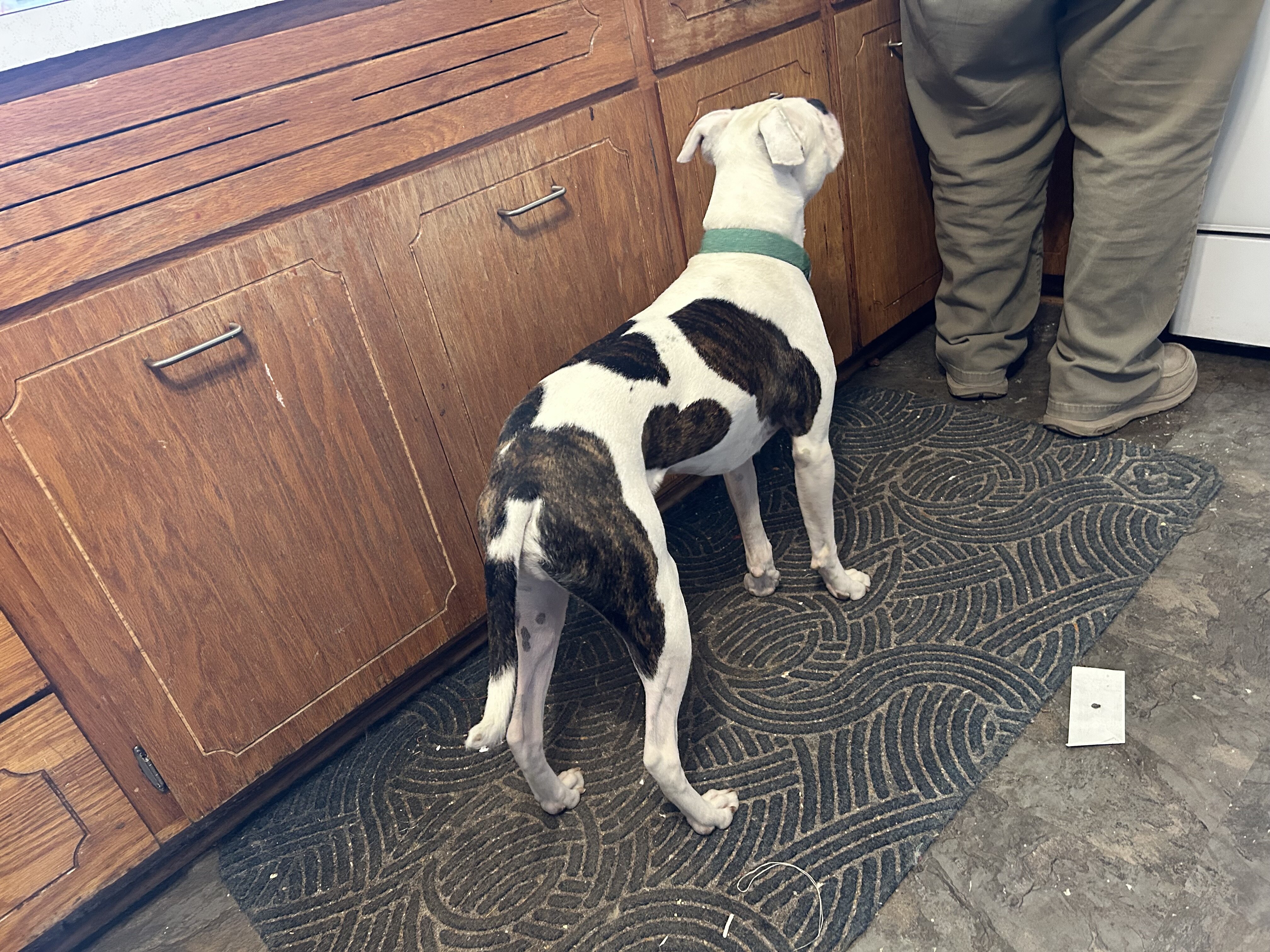 Miniature Boxer, male, 1  1/2 yrs old. image 3