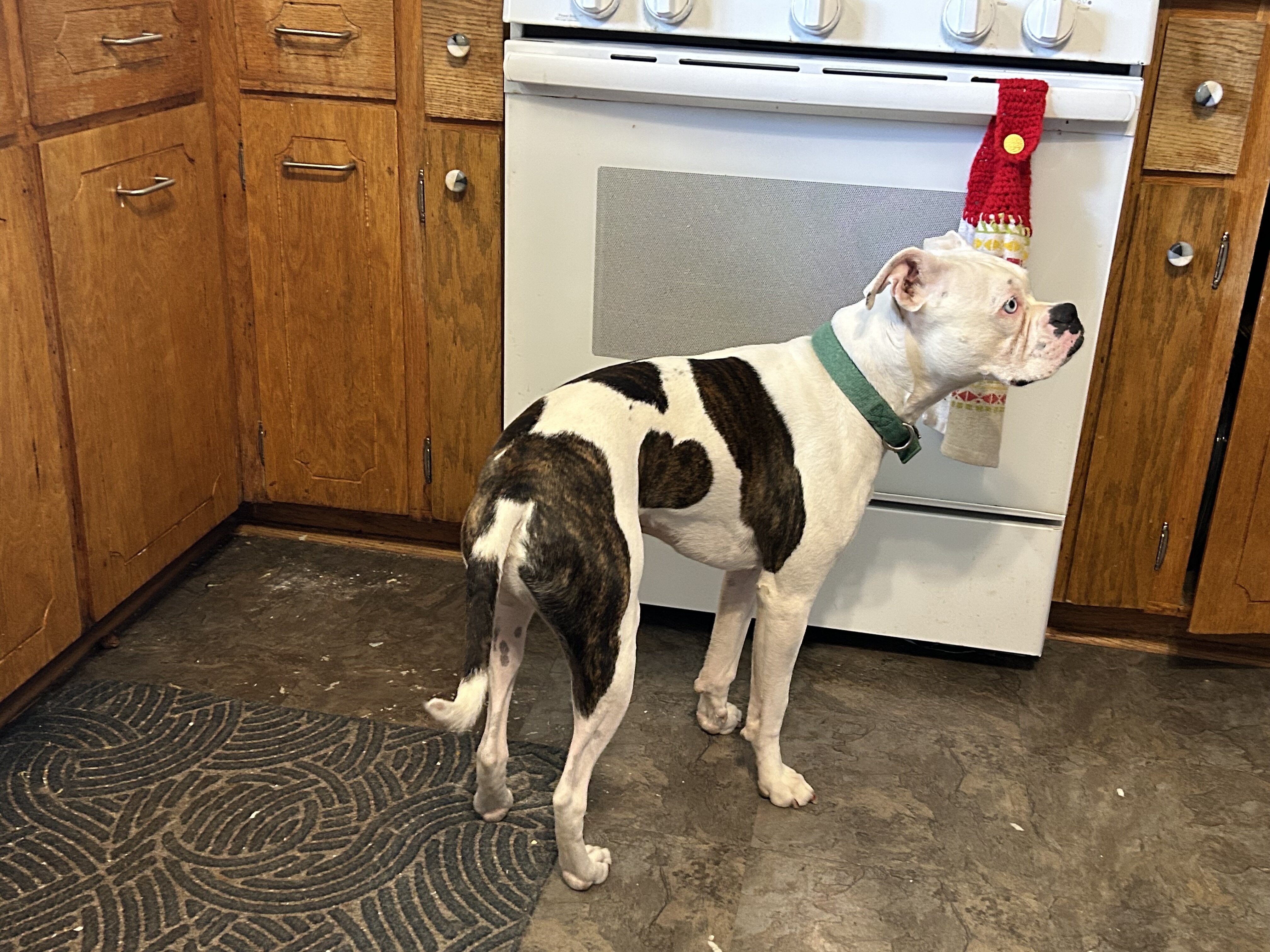 Miniature Boxer, male, 1  1/2 yrs old. image 6