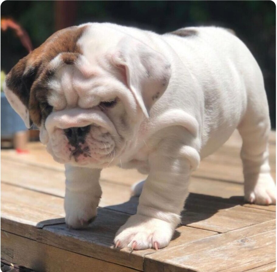Gorgeous Male and female English Bulldog puppies image 1