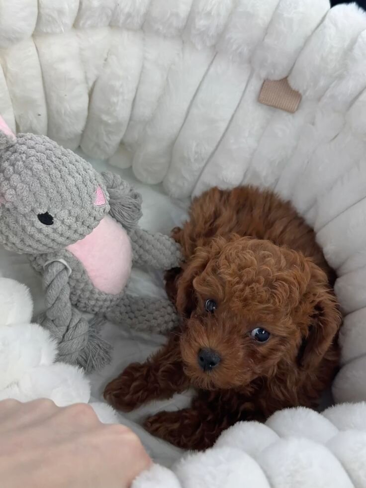 8 month poodle image 1