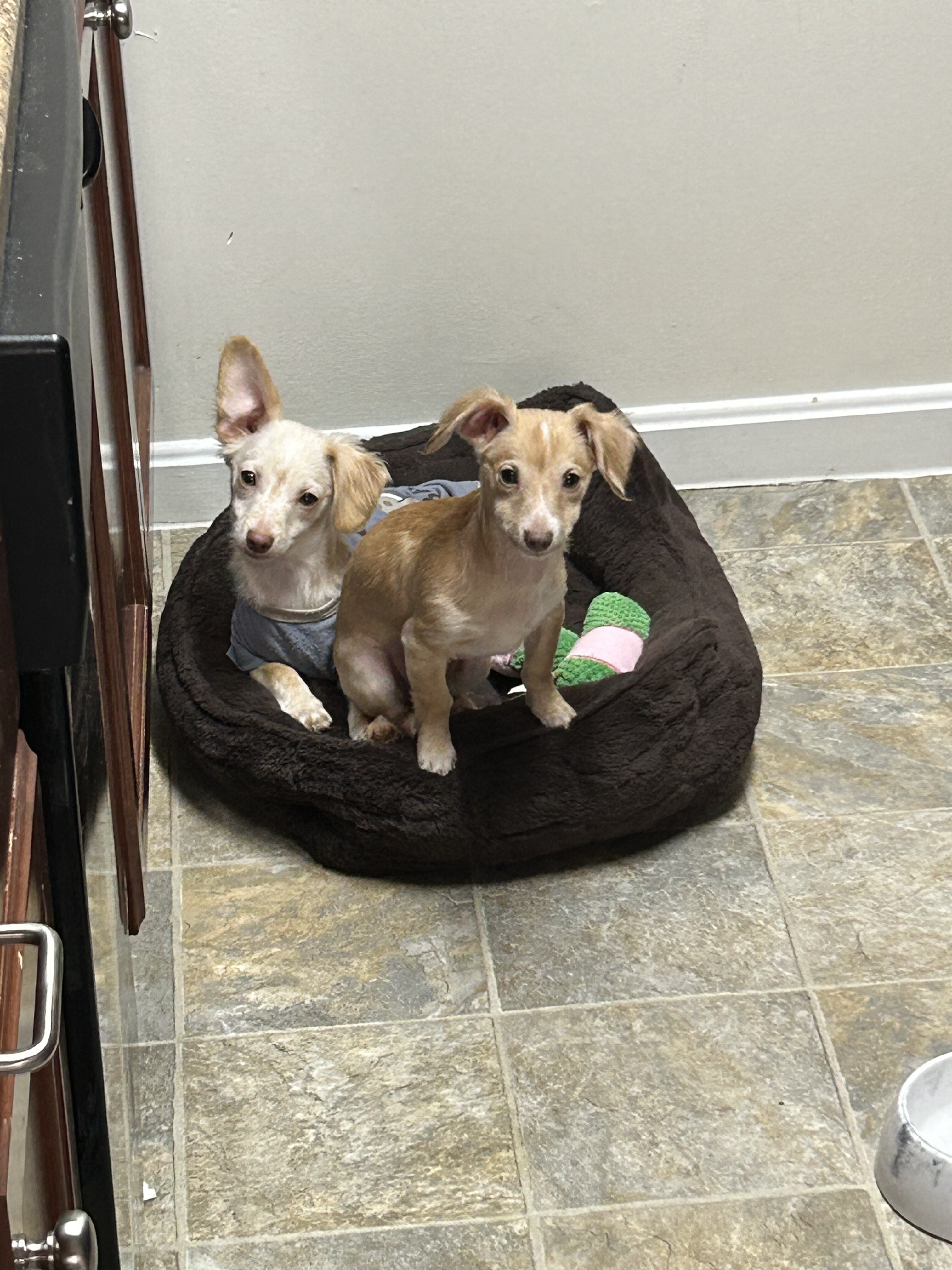 I am selling two male chihuahuas mixed with corgi. image 1