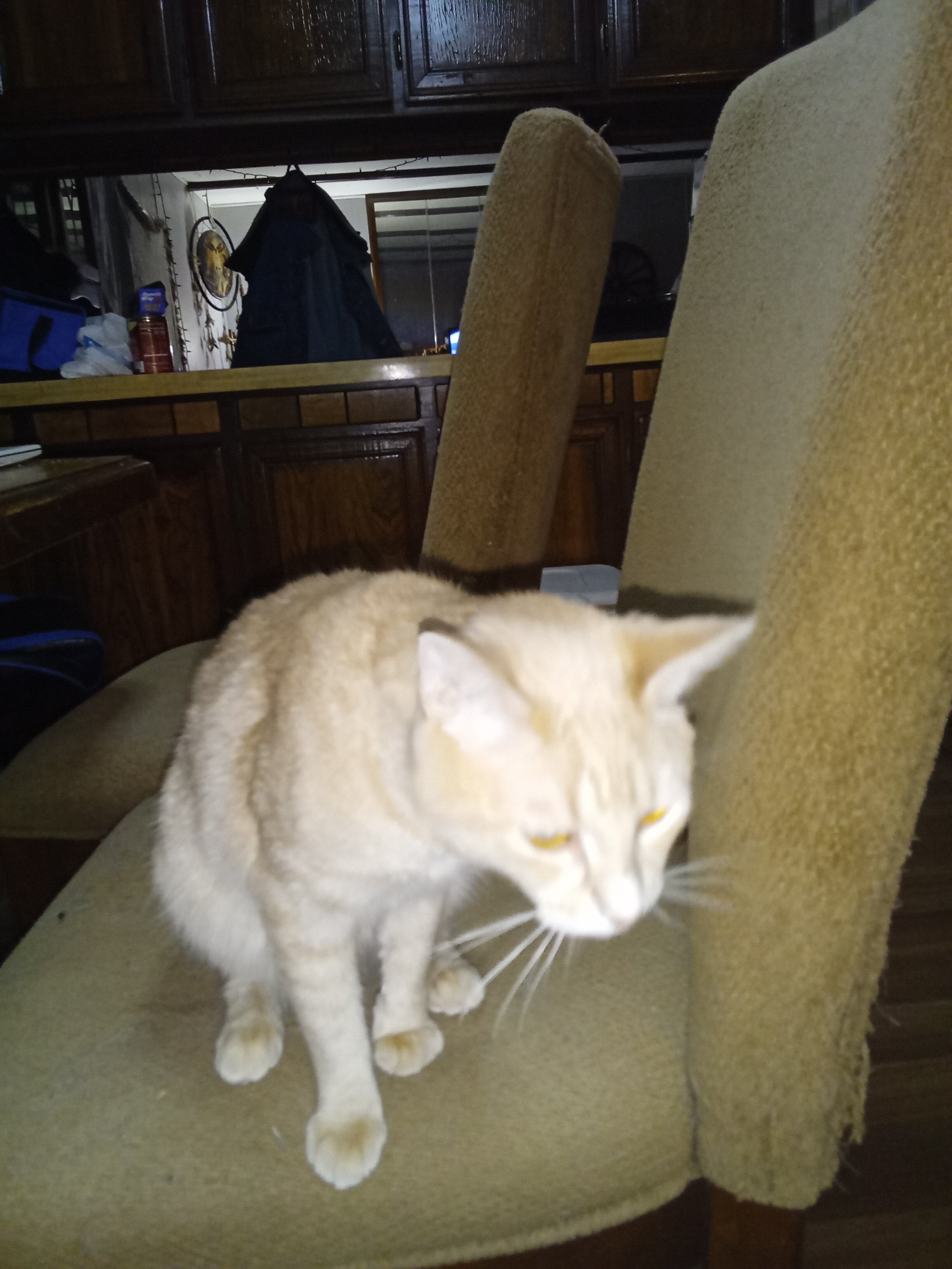 Cat image 2