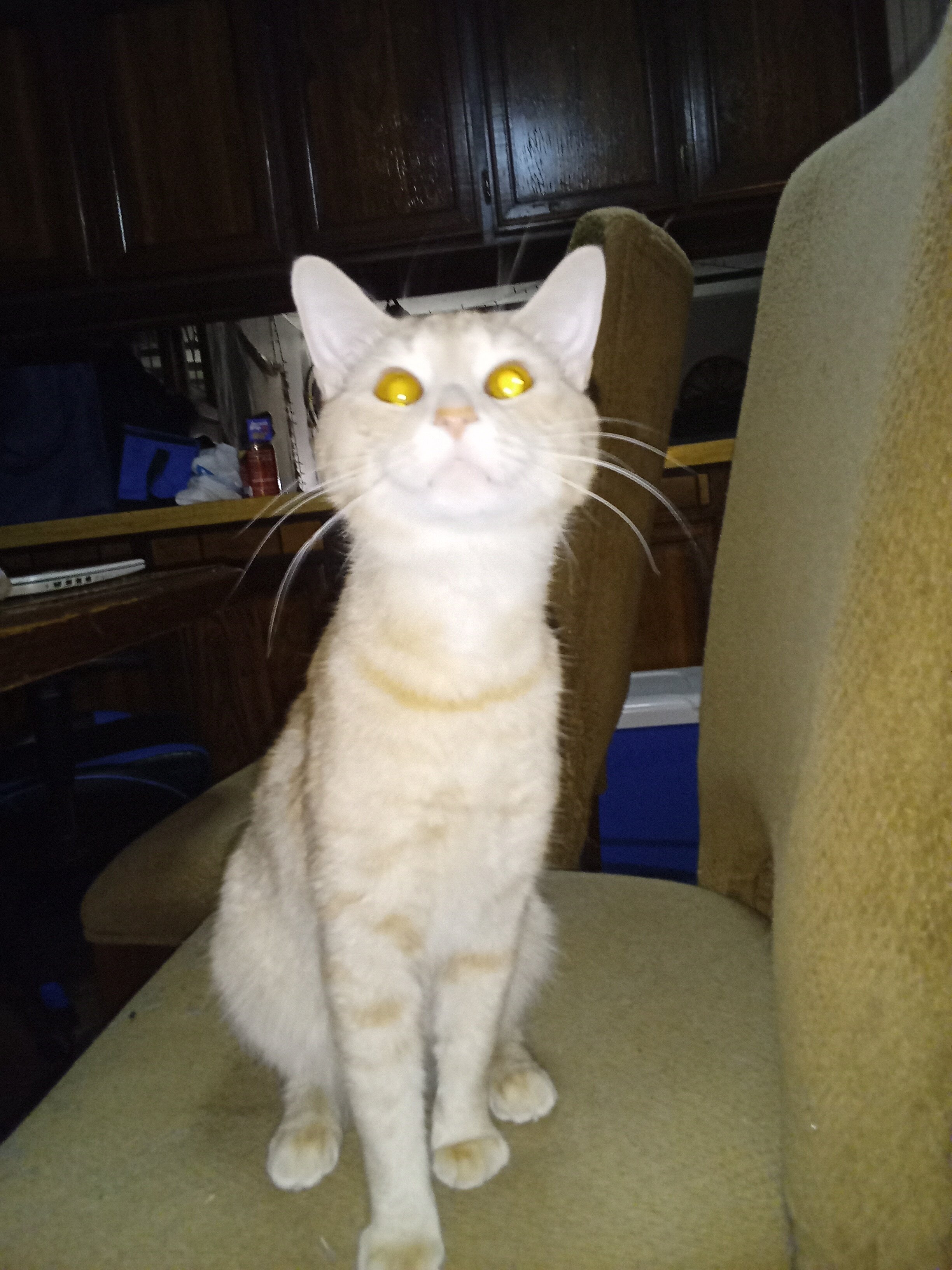 Cat image 3
