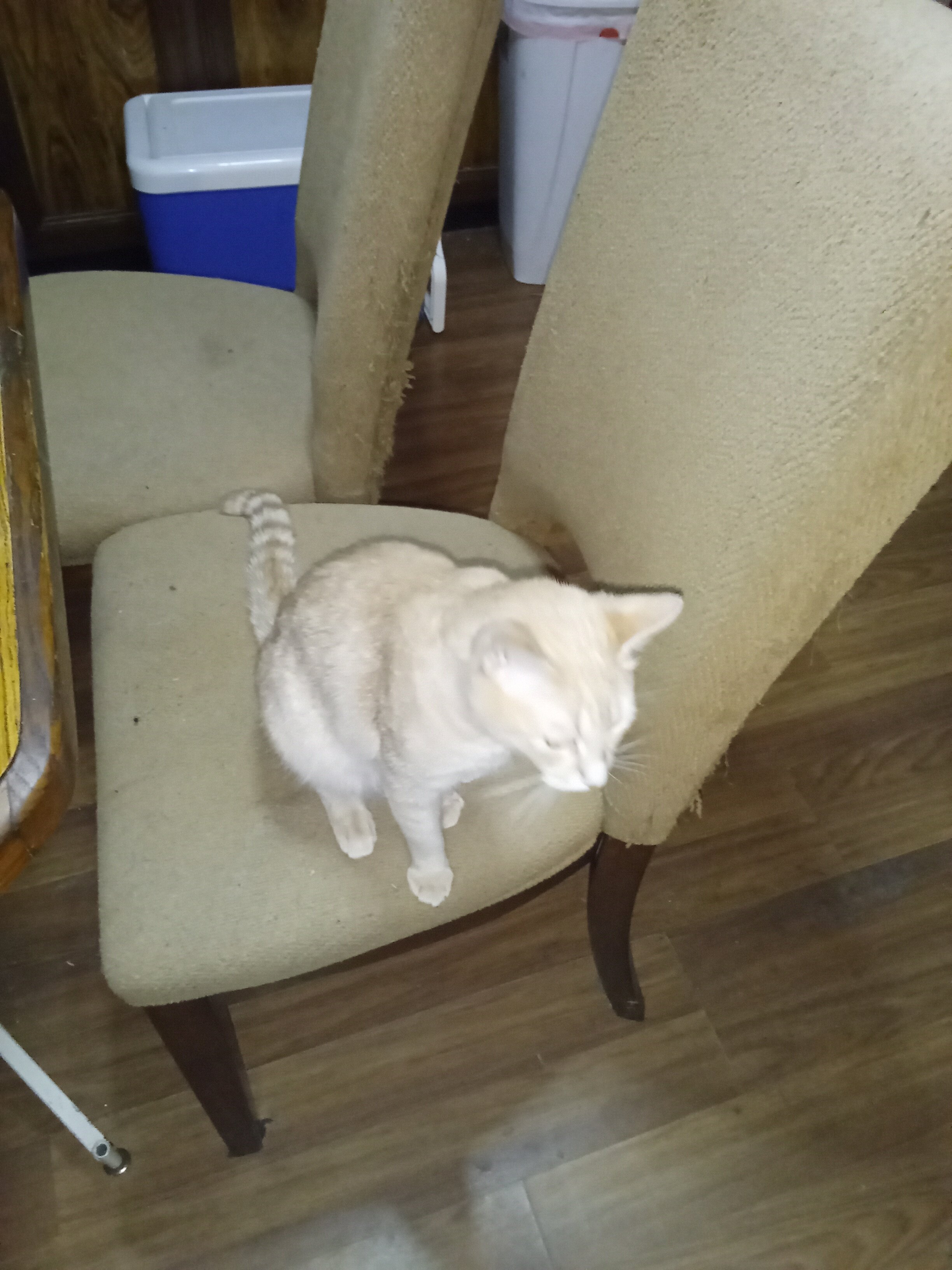 Cat image 4