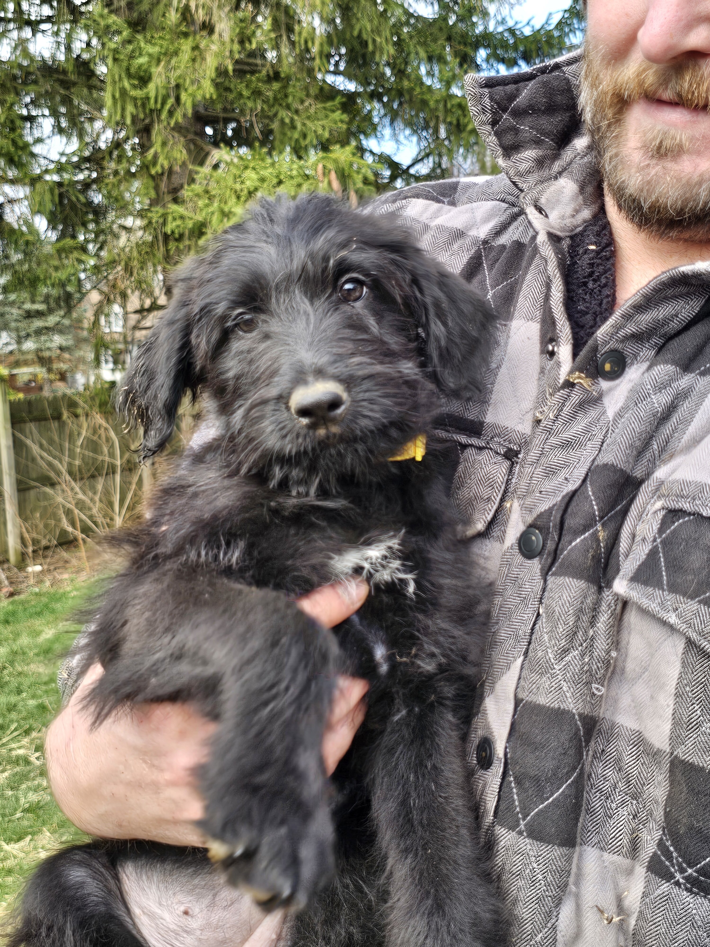 Shepadoodle image 1