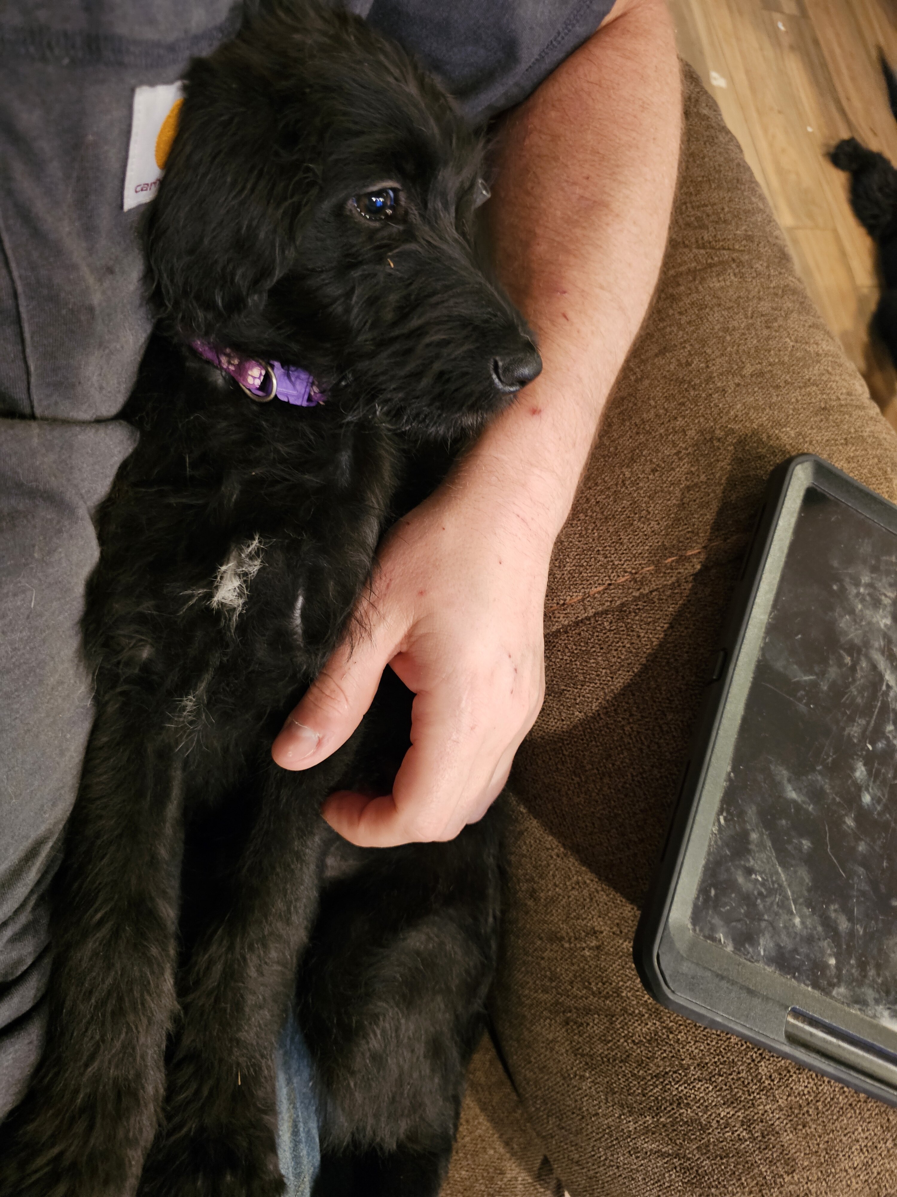 Shepadoodle image 5