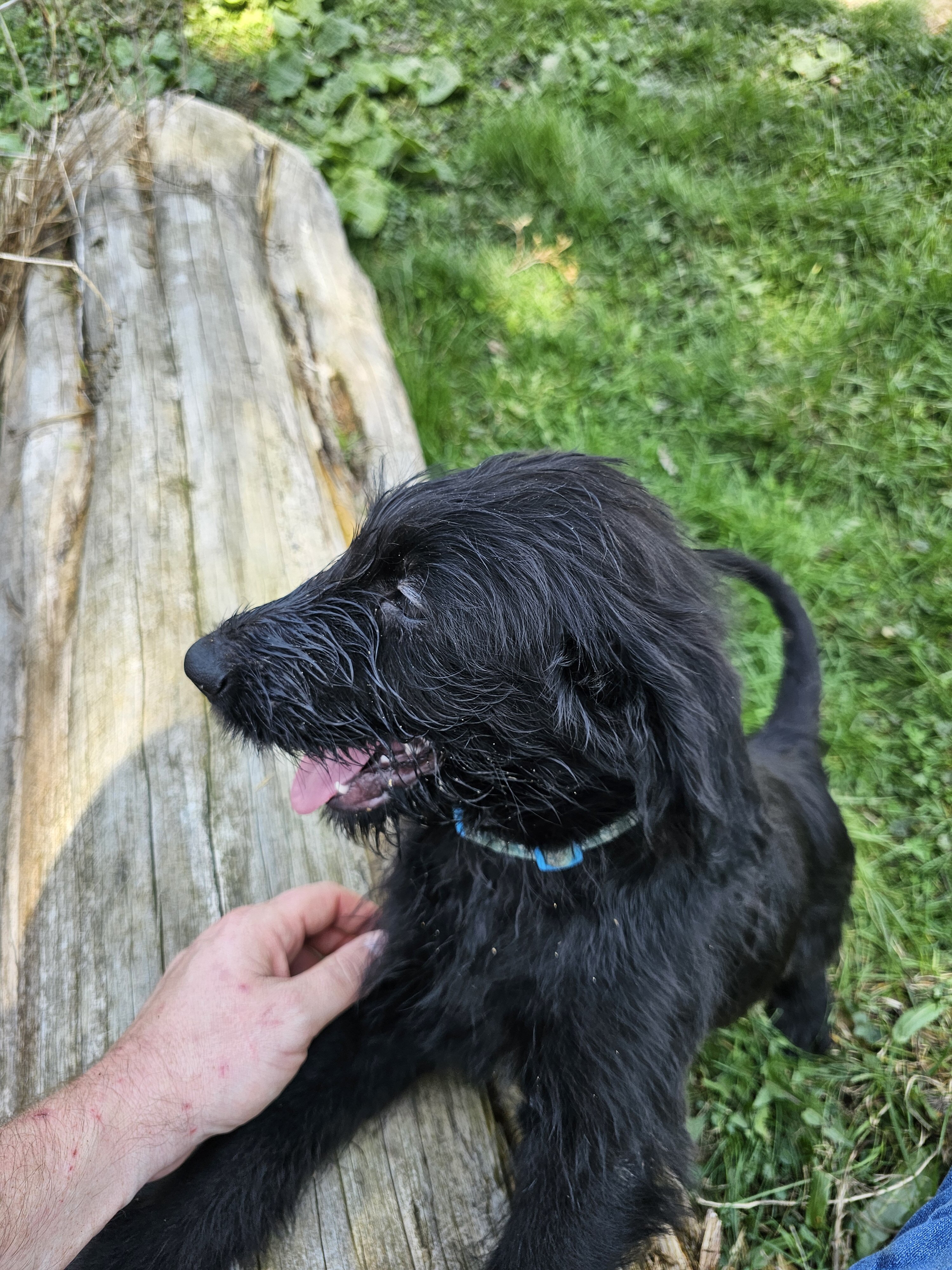 Shepadoodle image 3