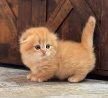 Top Raised Munchkin Kitten Available image 1
