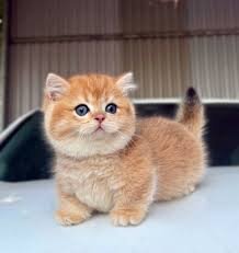 Top Raised Munchkin Kitten Available image 2