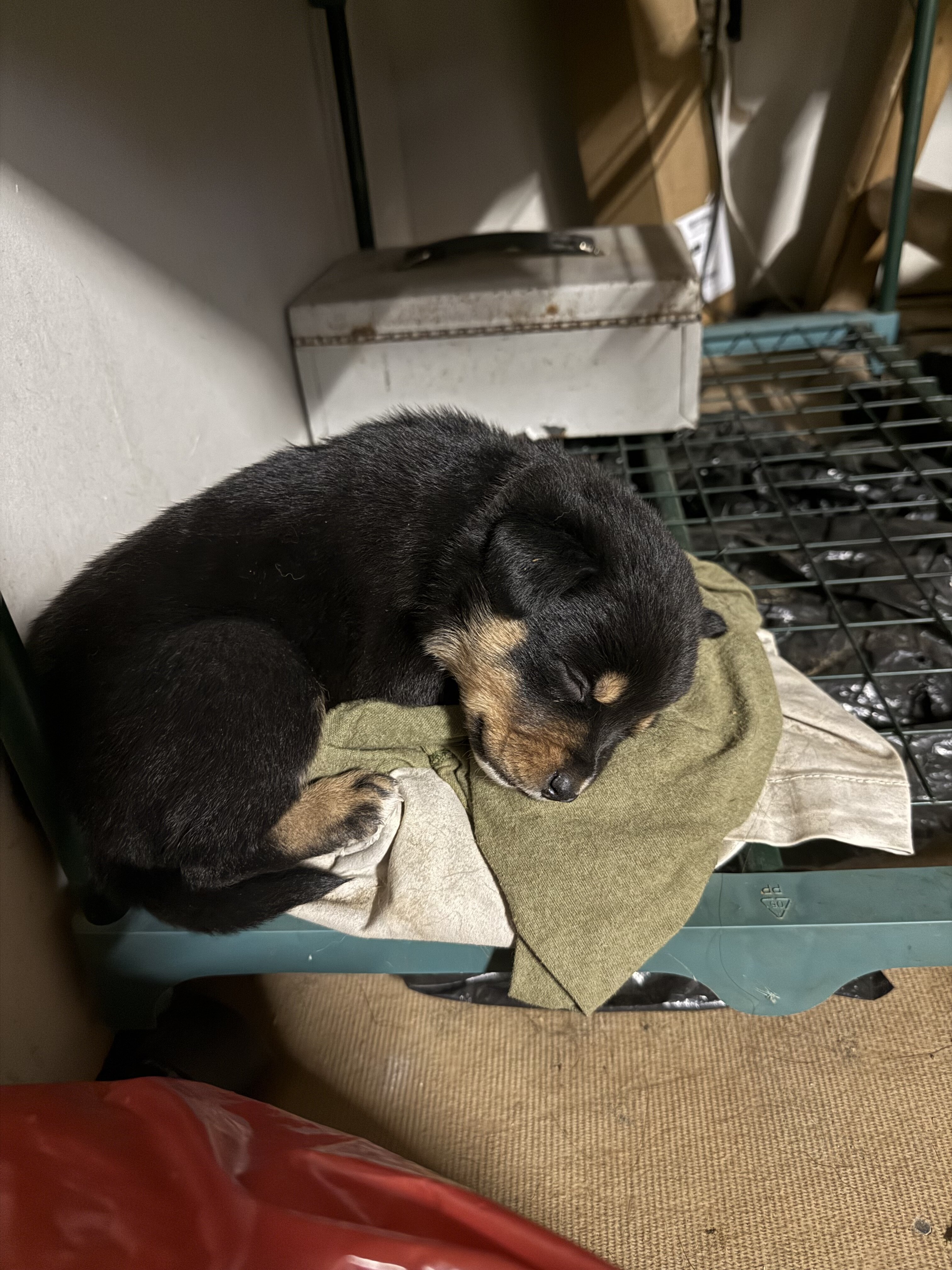 Rottweiler mix puppies image 1