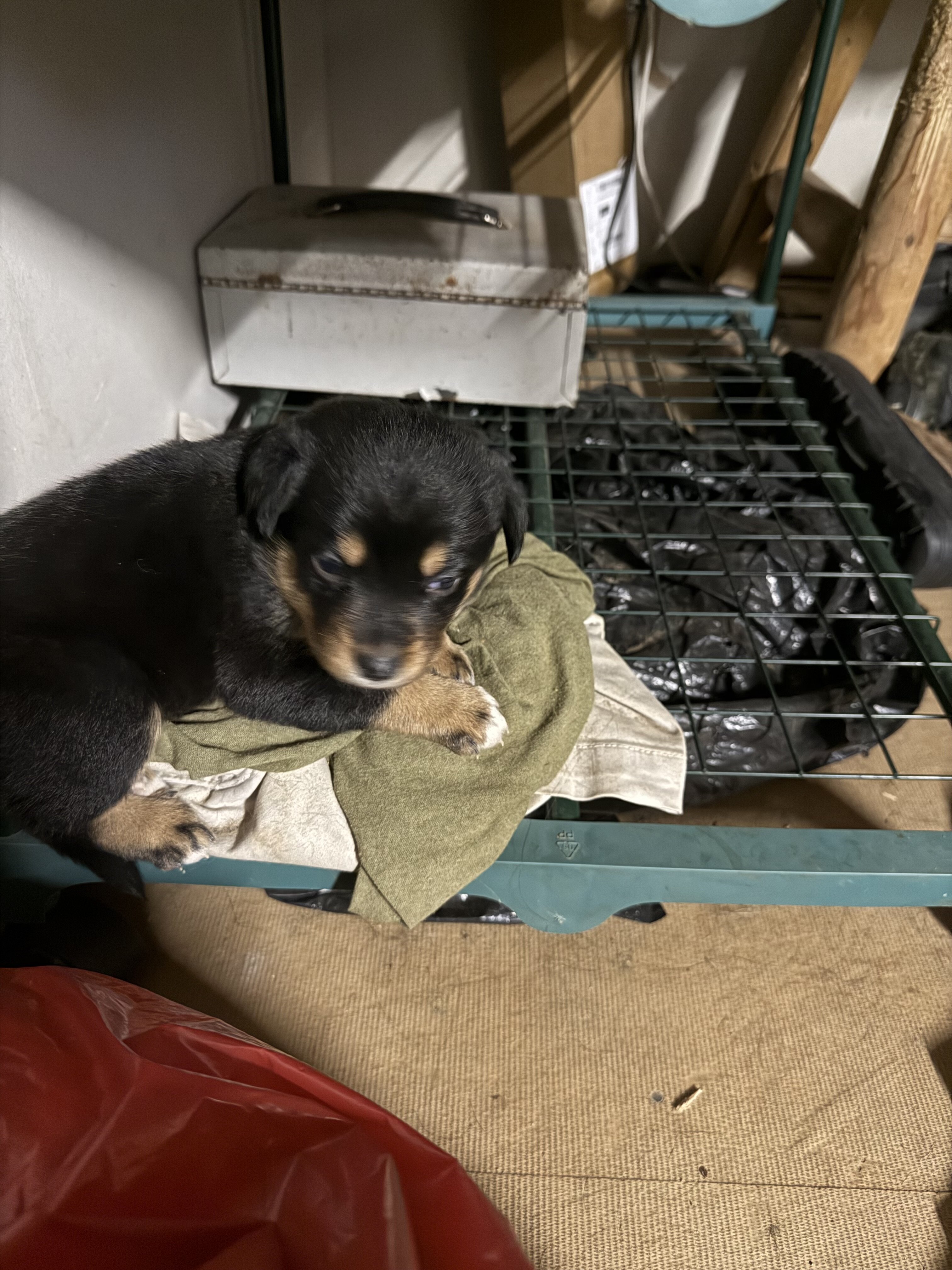 Rottweiler mix puppies image 2