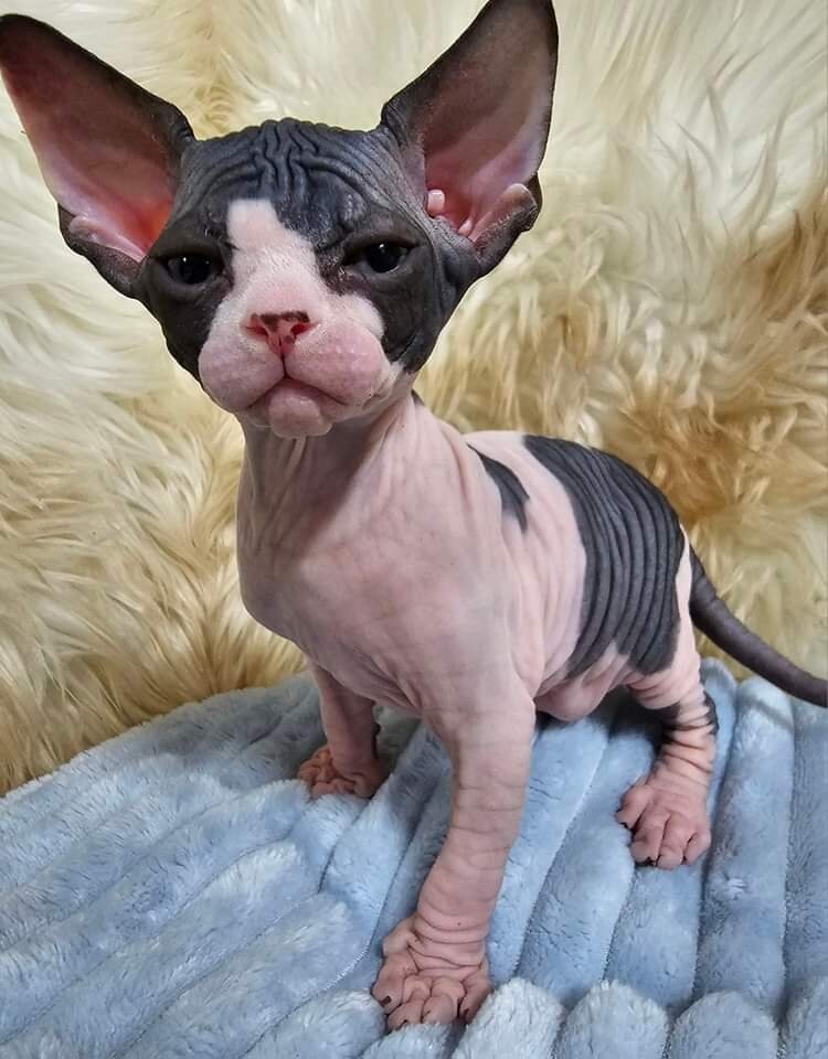 Sphynx Kittens image 1
