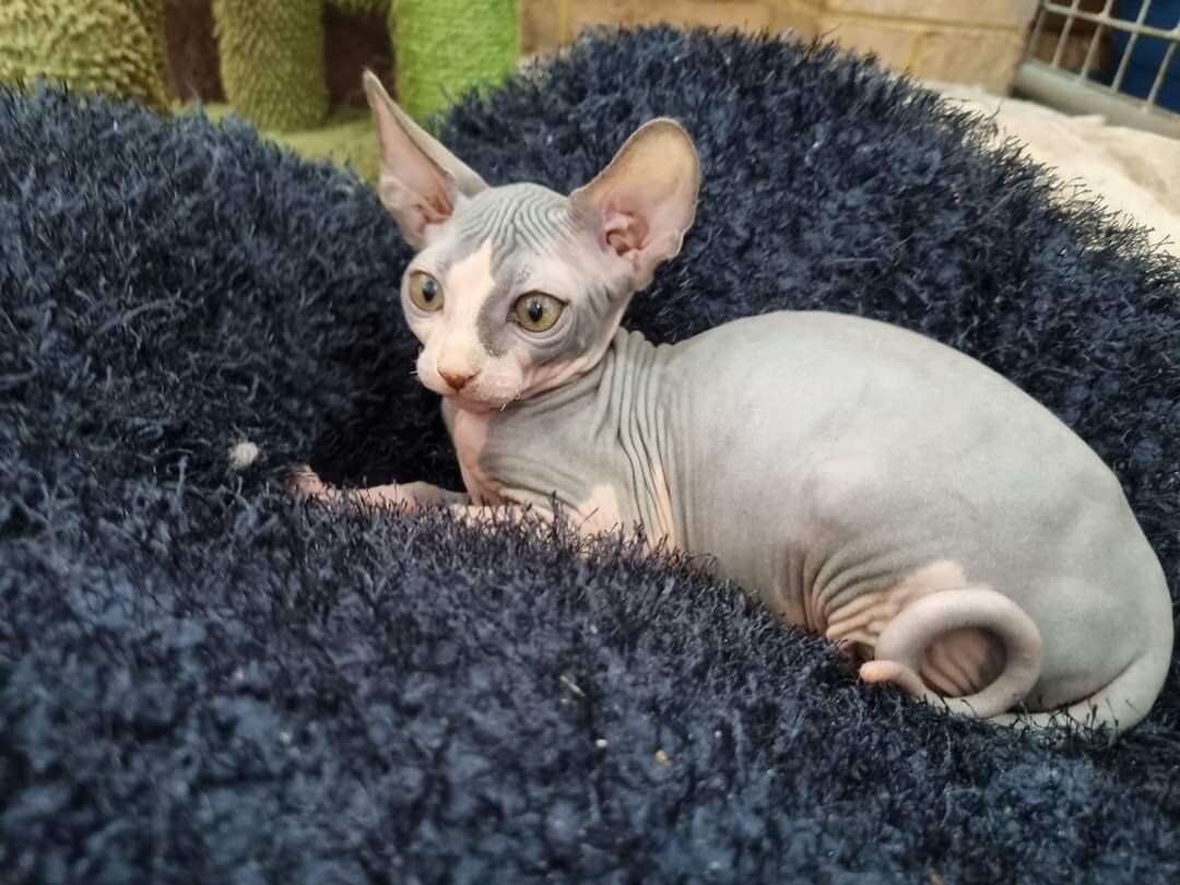 Sphynx Kittens image 4