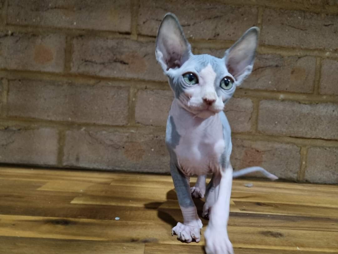 Sphynx Kittens image 9