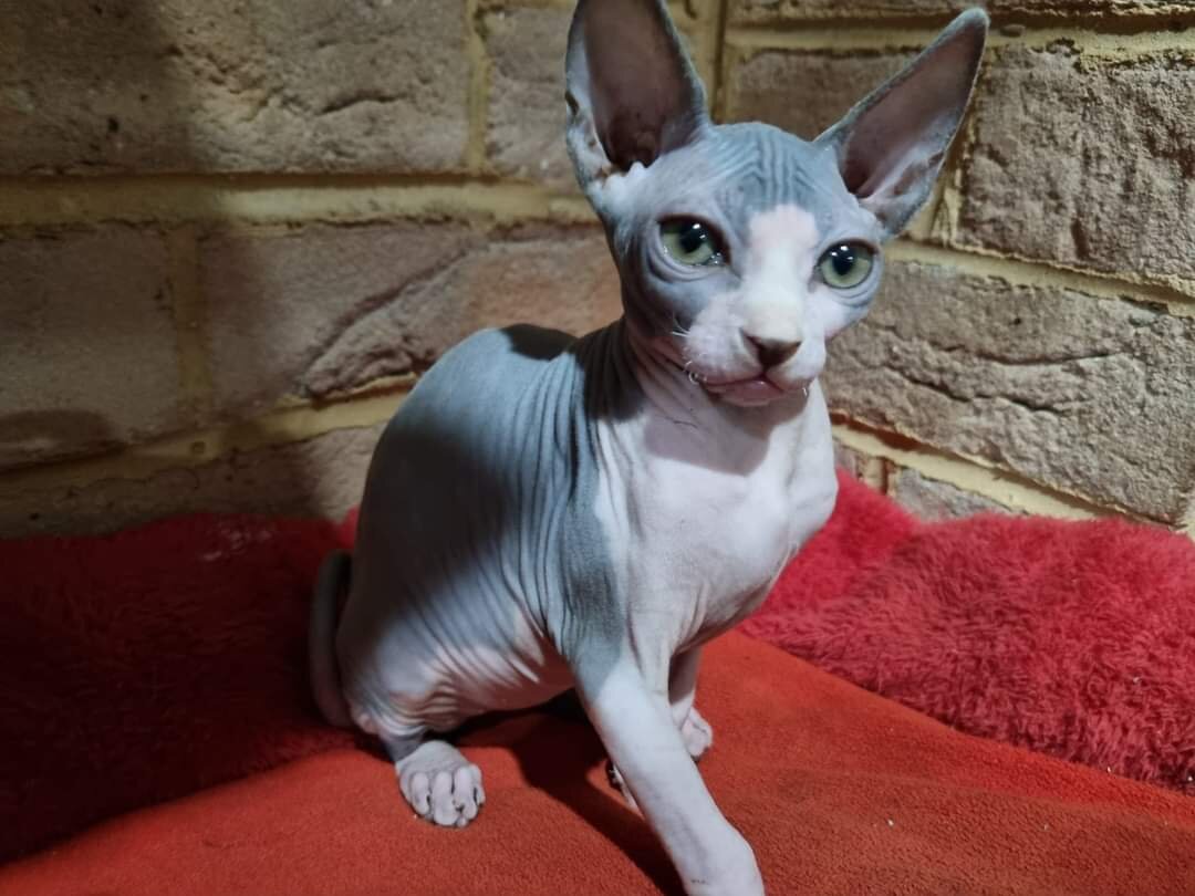 Sphynx Kittens image 5
