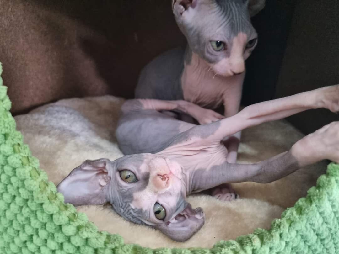 Sphynx Kittens image 6