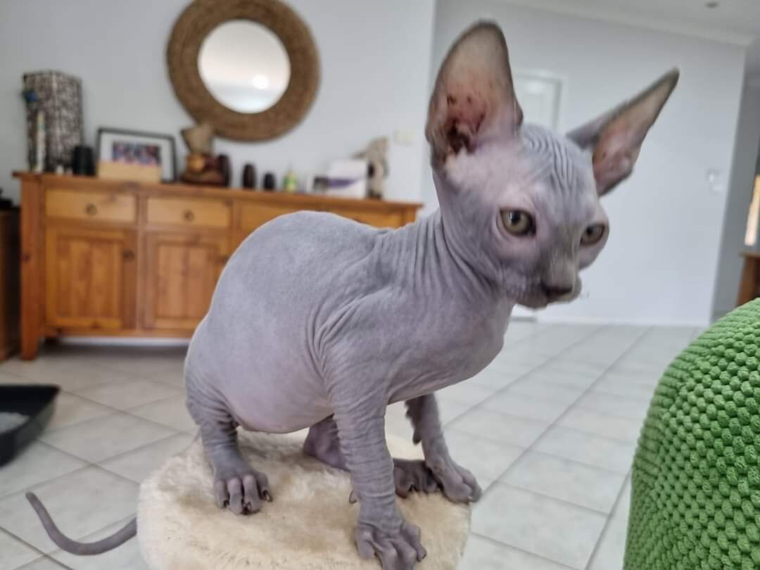 Sphynx Kittens image 8