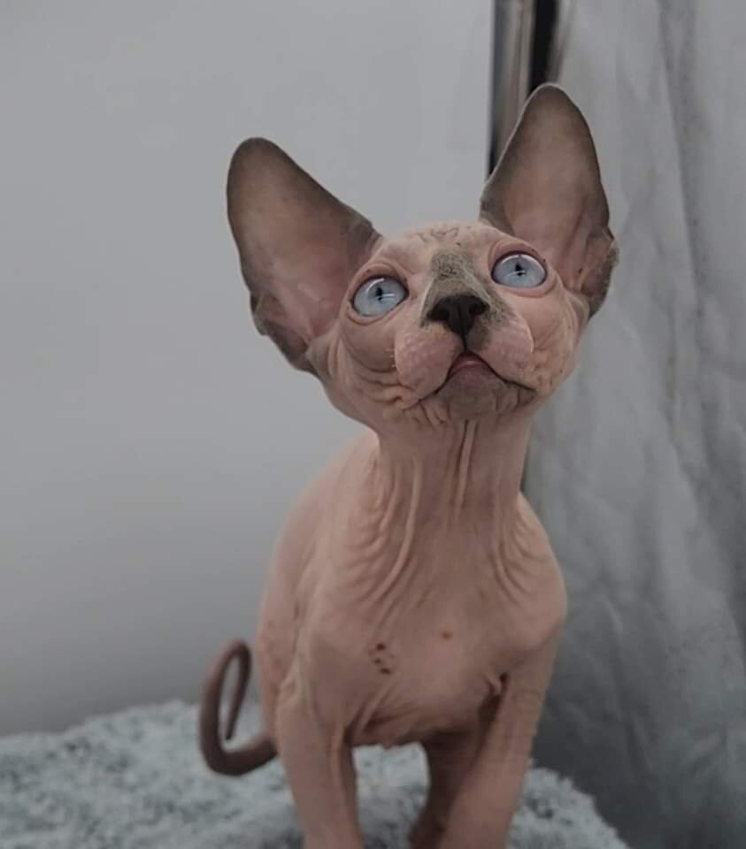 Sphynx Kittens image 7