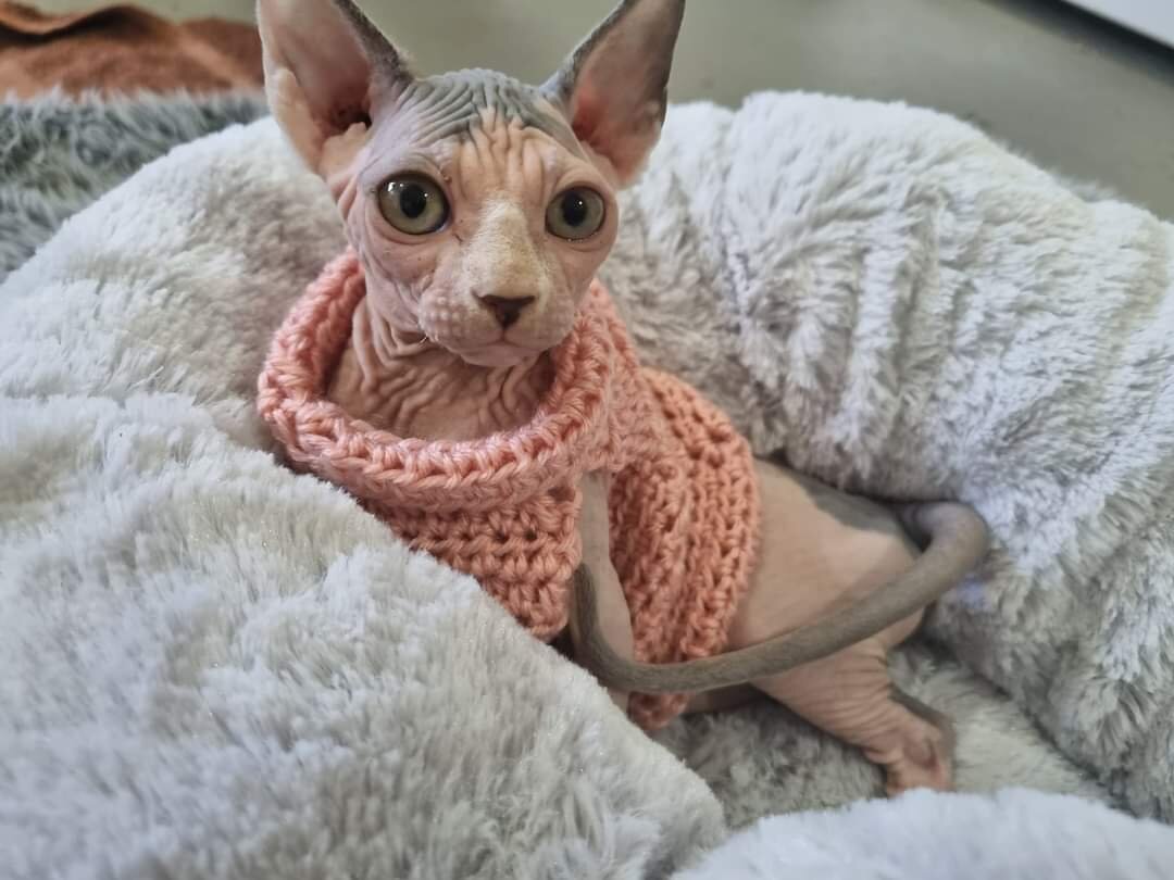 Sphynx Kittens image 2