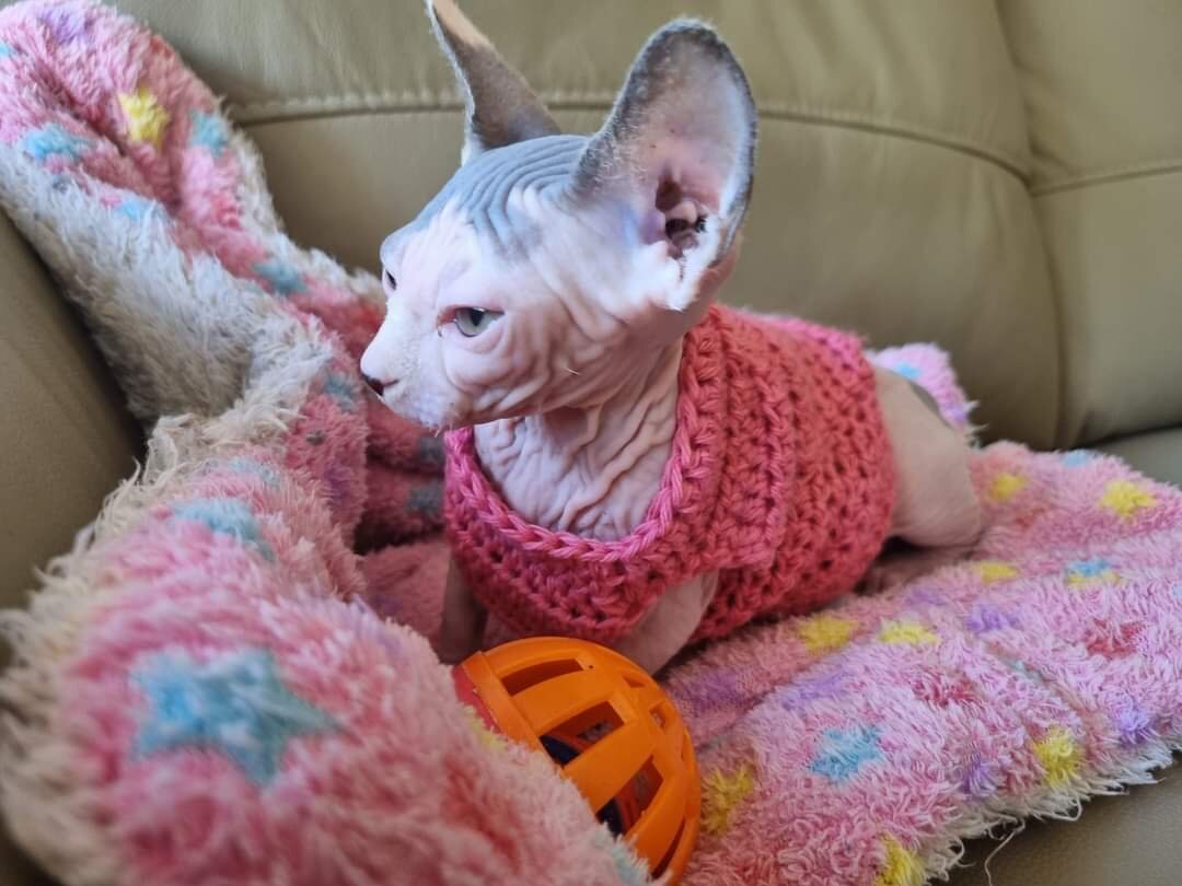 Sphynx Kittens image 3