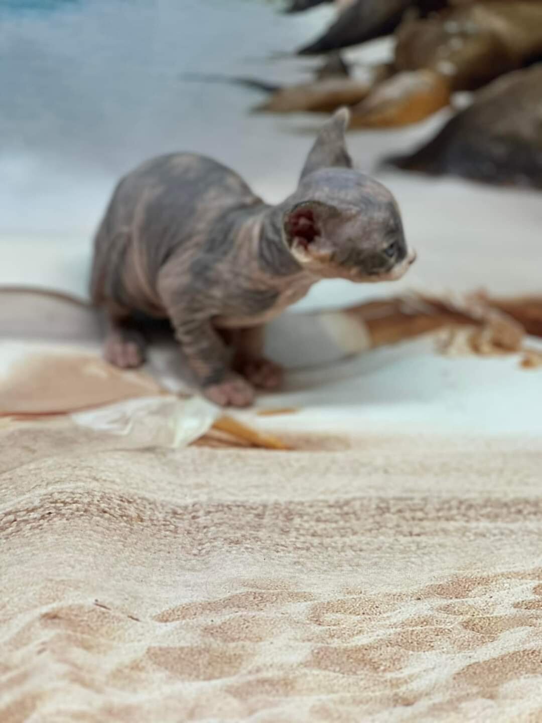 Sphynx Kittens image 10
