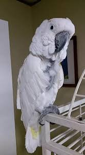 Hand Raised Umbrella Cockatoo Parrots 7194025537 image 2