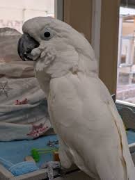Hand Raised Umbrella Cockatoo Parrots 7194025537 image 1