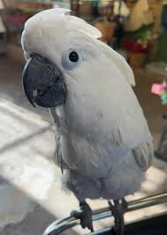 Talking Umbrella Cockatoo Parrots Ready Now. image 2