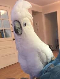 Talking Umbrella Cockatoo Parrots Ready Now. image 1