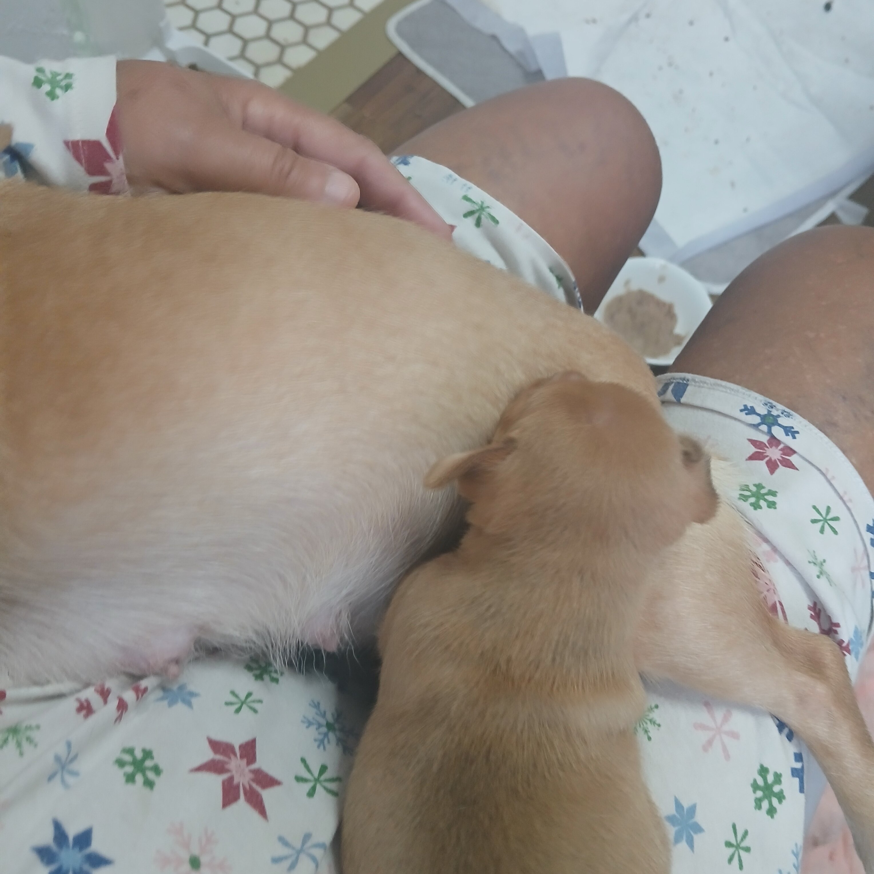 Cute small puppy. Chiweenie. image 1