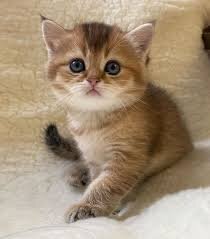 Healthy Munchkin Kittens Ready Now.7194025537 image 2