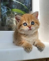 Healthy Munchkin Kittens Ready Now.7194025537 image 1