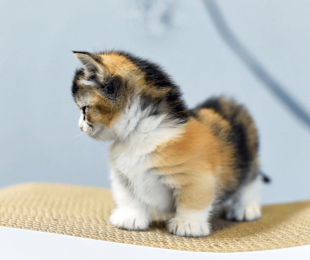 Beautiful Munchkin Kittens Ready Now.7194025537 image 2