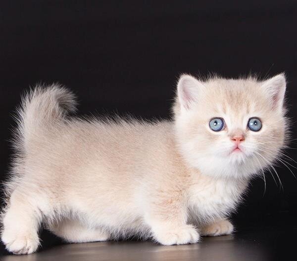 Beautiful Munchkin Kittens Ready Now.7194025537 image 1