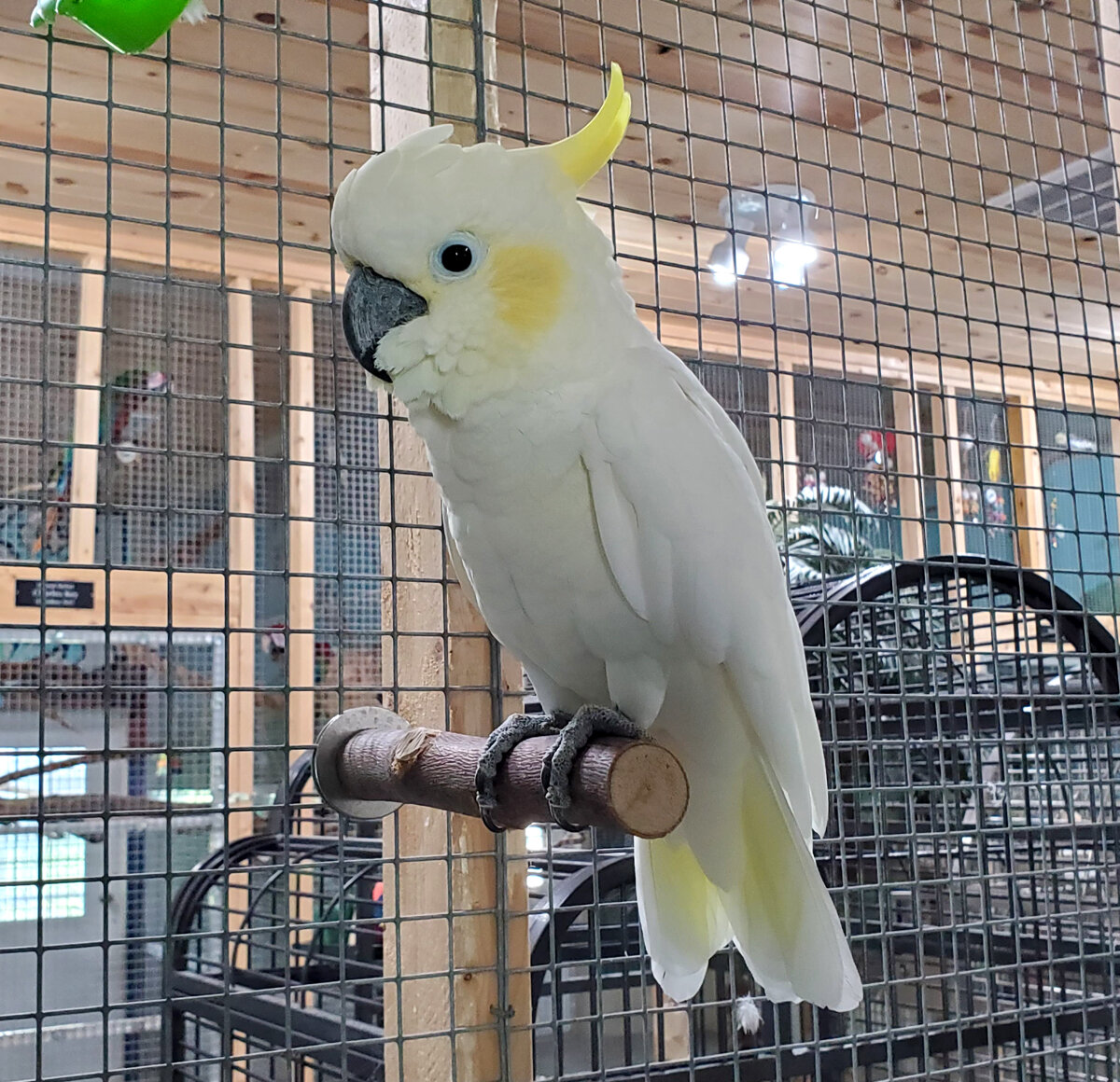 House Trained Umbrella Cockatoo Parrots image 1