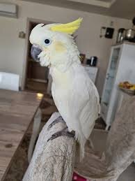 House Trained Umbrella Cockatoo Parrots image 2