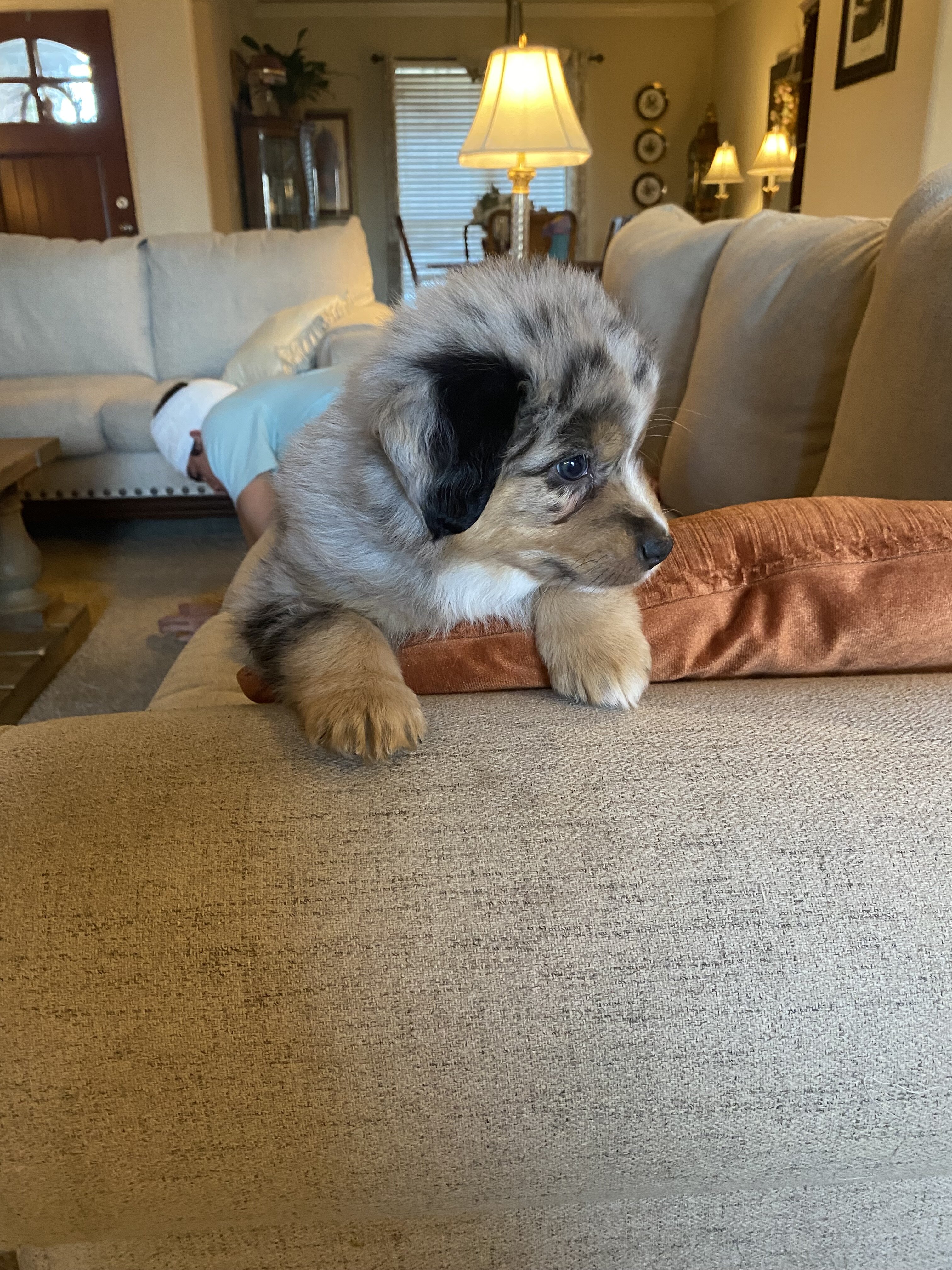Australian Shepherd image 6