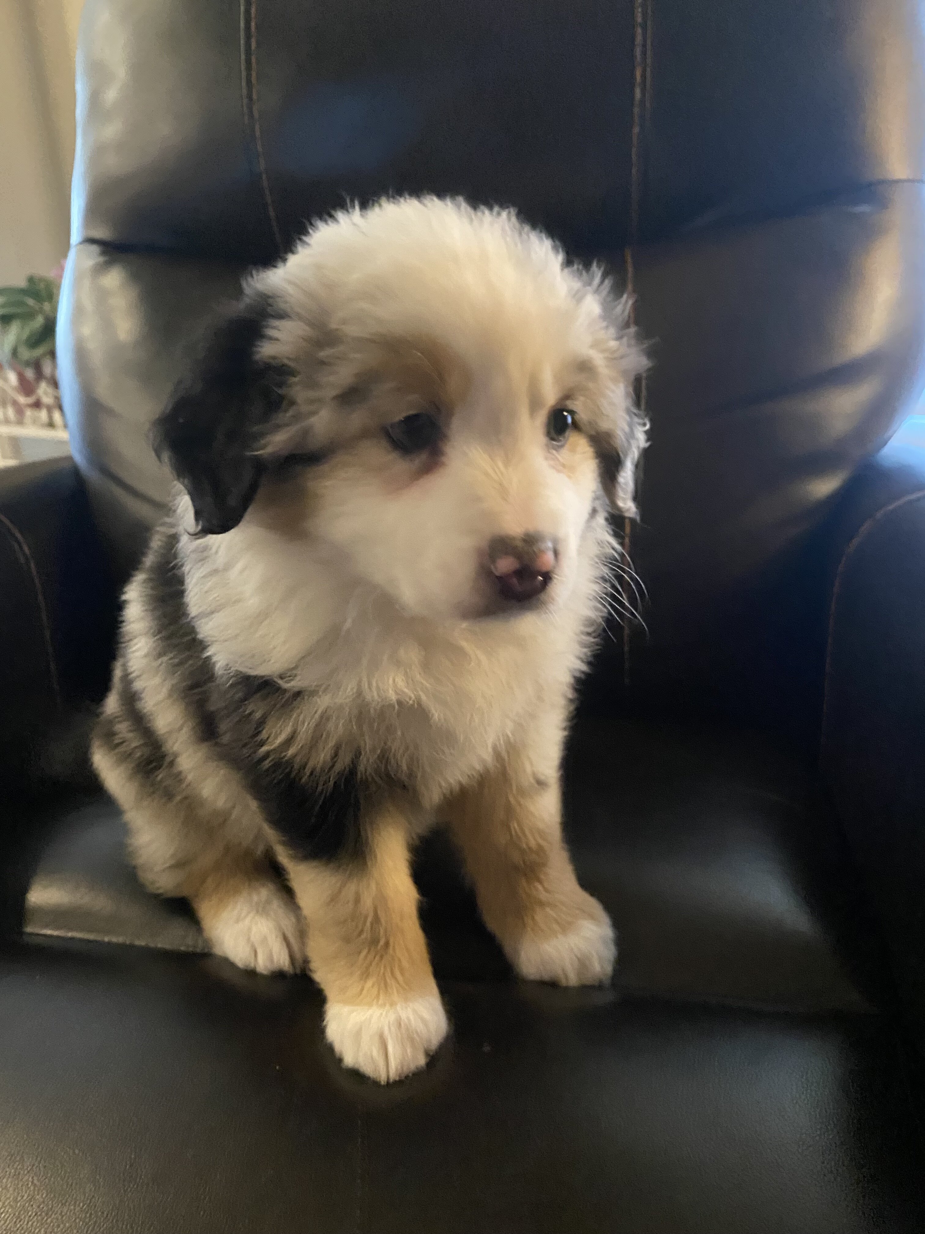 Australian Shepherd image 5